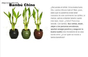 Bambú Chino Feng Shui, Felicidad, Suerte/decoración Verdes