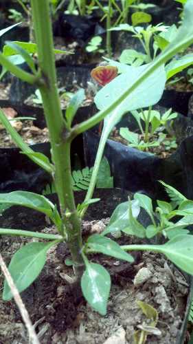 Cantidad Plantulas Aji Dulce Y Chile De Arbol Y Japones