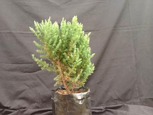 Juniperus Chinensis Y Procumbens