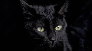 Gato Negro Cachorro