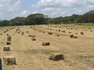 Pacas Bermuda Caballo Chivo Ganado