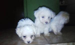 Cachoros Poodler Mini Toy Los Tengo En Caracas