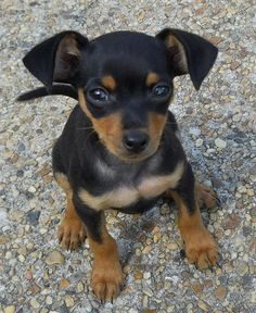 Cachorra Pinscher Miniatura