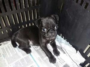 Cachorro Pug Carlino