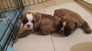 Cachorros Bulldog Inglés Con Pedigree