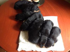 Cachorros De Rottweiler Puros