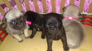 Cachorros Pug Carlino Arena Y Negros