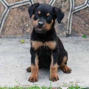 Perros Raza Rottweiler Cachorros Venta