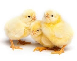 Pollos Bebe Para Engorde De Primera La Caridad
