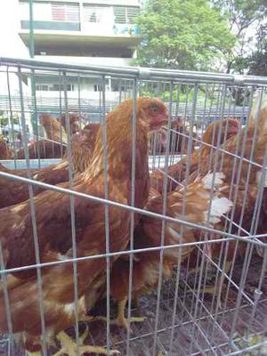 Guia: Gallinas Ponedoras