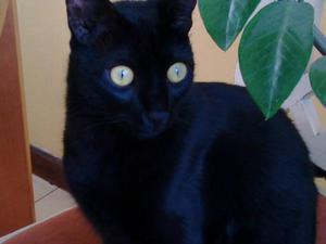 Gatita En Adopcion