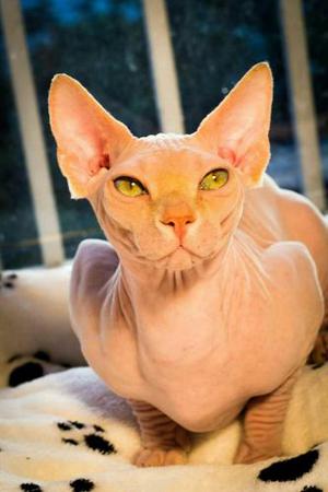 Gatos Sphynx Sin Pelo