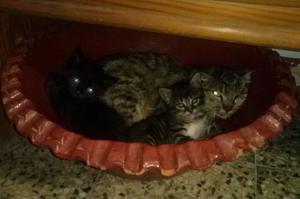 Se Da En Adopcion Bellas Gaticas