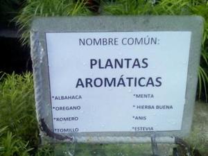 Plantas Aromaticas, Estevia, Albahaca, Romero, Tomillo.