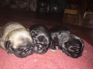 Cachorros Pug Carlinos 100% Puros Padres A La Vista