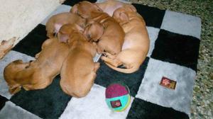 Cachorros Salchichas (Dachshund.)