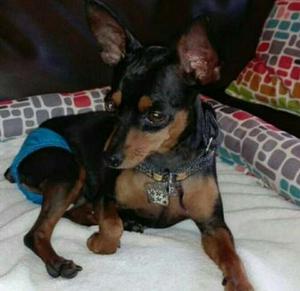 Pinscher Miniatura