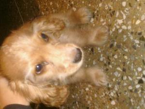 Se Vende Cocker Spaniel Para Ya