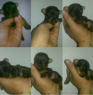 Tea Cup Macho Yorkshire Terrier Pedigree Fcv