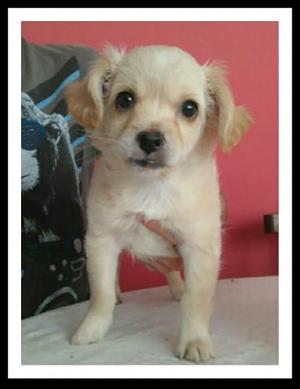 Vendo Cachorro Macho Maltipoo