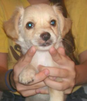 Vendo Cachorro Maltipoo Macho