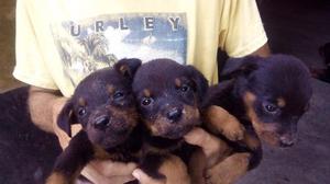 Vendo Perro Rottweiler Cachorro Con Nacido En 1 Sept