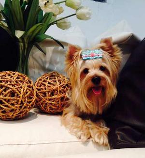 Yorkshire Terrier