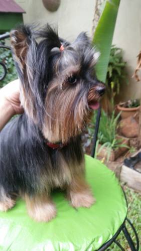 Yorkshire Terrier Para Monta