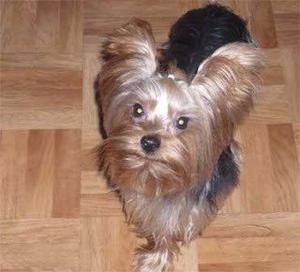 Yorkshire Terrier Para Monta