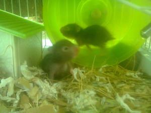 Hamsters Sirios-dorados
