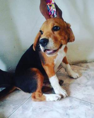 Cachorro Beagle Puro 4 Meses De Edad