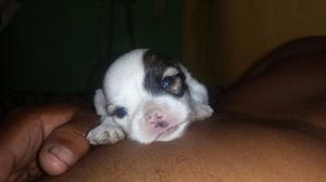 Cachorro Mini Toy