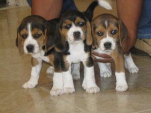 Cachorros Beagle Puros Solo Machos