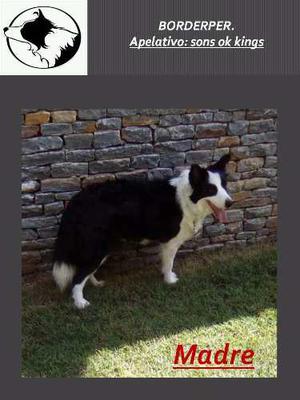 Cachorros Border Collie Con Pedigree