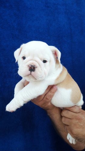 Cachorros Bulldog Ingles 30 Días De Nacidos