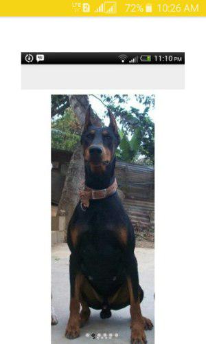 Cachorros De Dobermann Excelente Genética Padre Con