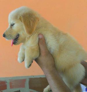 Cachorros De Golden Retriver Con Pedigree Y Microchip