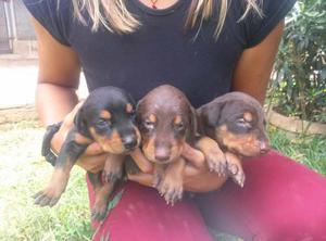 Cachorros Doberman