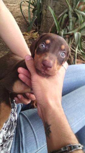 Doberman Puros Marrones Y Negros