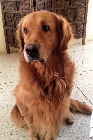 Golden Retriever Macho 100% Puro,para La Monta