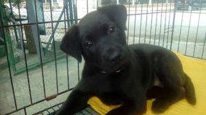 Hermosa Cachorra Labrador Retriver Negra