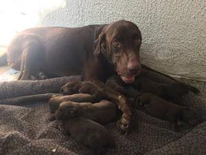 Hermosa Camada De Labrador Retrievers Color Chocolate