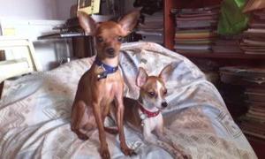 Mini Pinscher Raza Pura