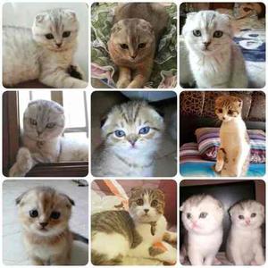 Camada De Gatos Scottish Fold Y Straight