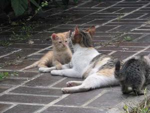 Preciosos Gatitos De Dos Meses Y Mama En Adopcion