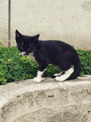 Gatitos Cachorros En Adopción