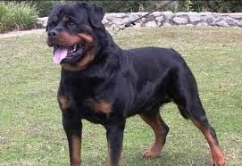 Adopto Perro Rottweiler !!!