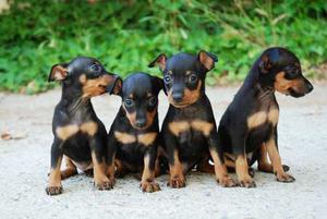 Cachorra Pinscher