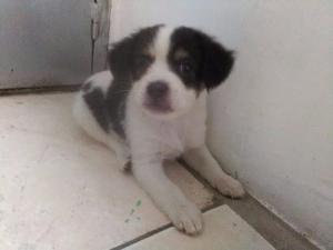 Cachorras, Terrier Y Poddle (mestizos) Hembras