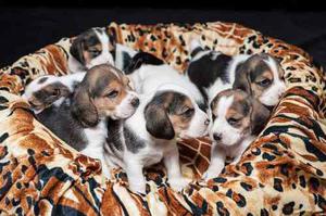 Cachorros Beagles 100% Excelentes Standard
